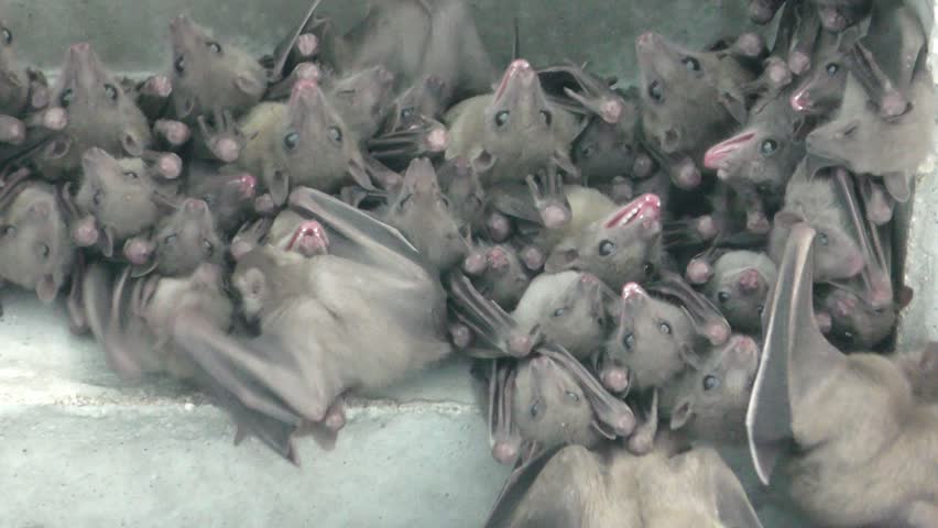 Fruit bats find shelter in the rubble after habitat was demolished. The nocturnal mammals had to fly during daytime