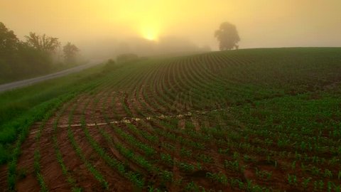 Springtime corn fields under foggy, misty sunrise, aerial view.
