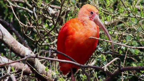 Scarlet Ibis (Eudocimus Ruber) Bird Perched on a Tree Branch