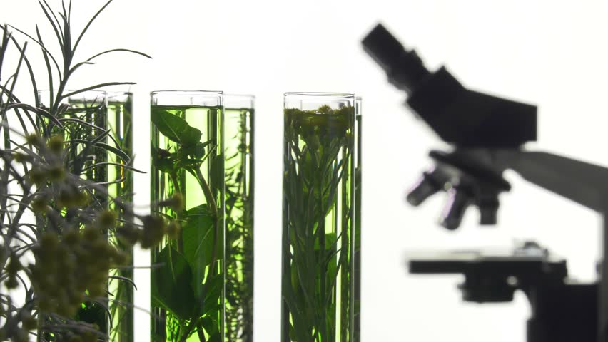 chives, dill, thyme, basil,  curry and mint in turning test tubes/curry flower in the foreground, in the background microscope
 Royalty-Free Stock Footage #17442601
