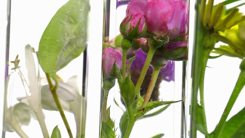 pink, honeysuckle, thistle and dandelion in test tubes turning Royalty-Free Stock Footage #17442739