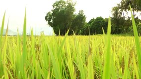 Motion camera between rice branches on yellow rice field.