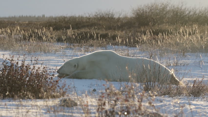 Polar bear sleeping on the snow
Beautiful shot of Polar bear sleeping on the snow
