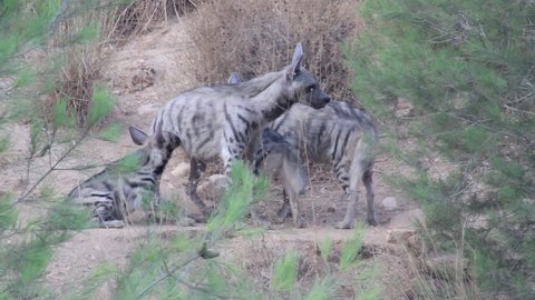 Striped hyena family
Striped hyena family in the wild
