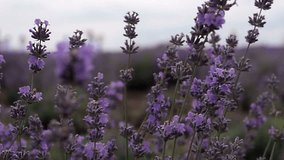 Lavender shrubs blowing in the wind