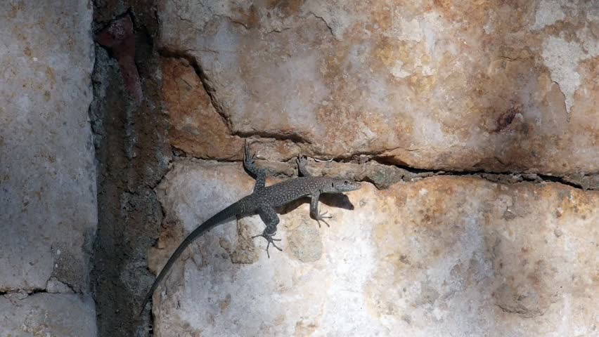 lizard