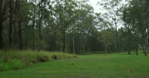 low pressure la nina rain on gum trees Australia