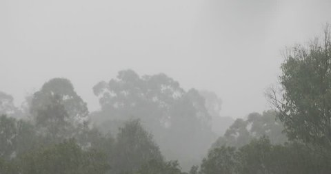 low pressure la nina rain on gum trees Australia