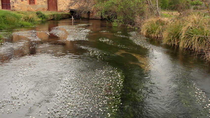 Sluice of water coming out of a traditional old grain mill with the bed covered by aquatic plants with flowers