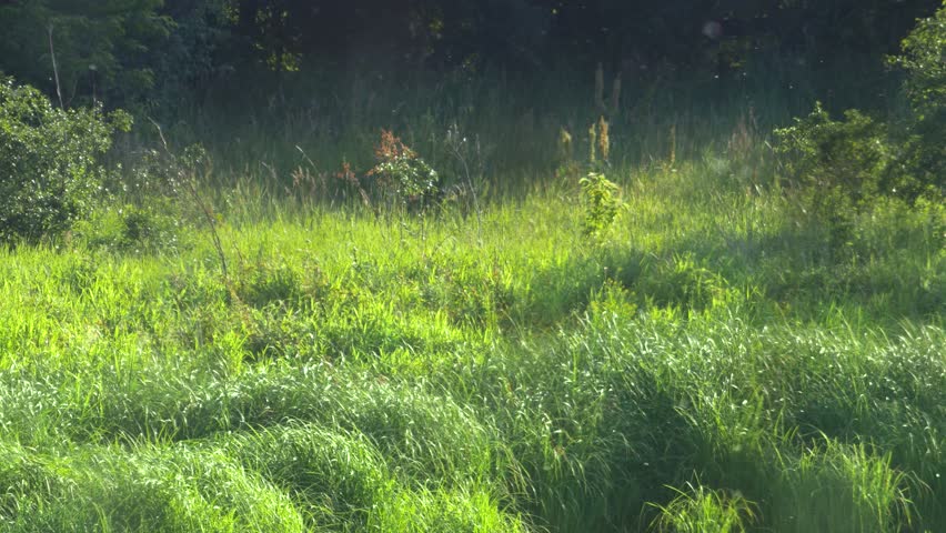 Beautiful meadow landscape. Fresh, green meadow in sunset light.