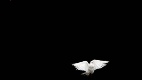 Two white doves. Slow motion, alpha matte. Ready for compositing. Good for wedding backgrounds or titles.