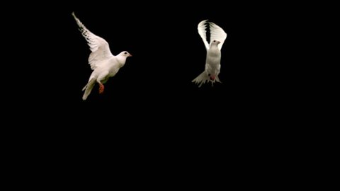 Two white doves - alpha matte Slow motion shot on green screen. Good for wedding backgrounds or titles.