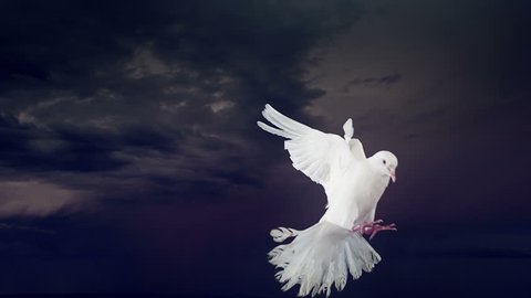 Dove of peace with lightning. Slow motion. Side view.