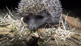 The European hedgehog (Erinaceus europaeus), also known as the West European hedgehog or common hedgehog. Close-up and video in full growth.