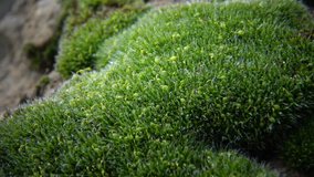 A stone with green moss. Macro