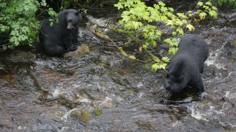 Two black bears hunting for salmon in the river