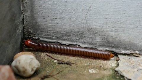 Large millipede walking
