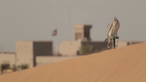 Falcons in desert, Dubai