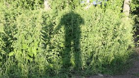 Shadow dancing on the bush
