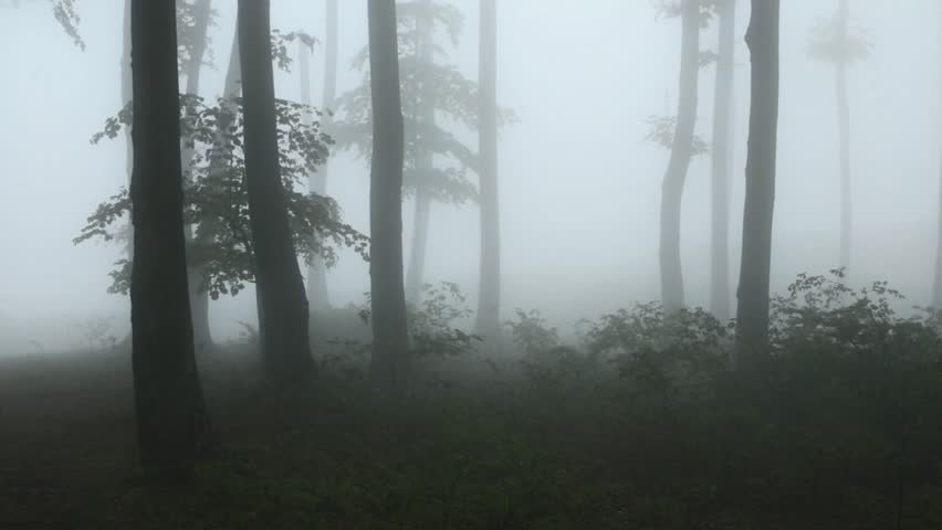 Horror Dark Misty Forest Stock Footage Video 100 Royalty Free Shutterstock