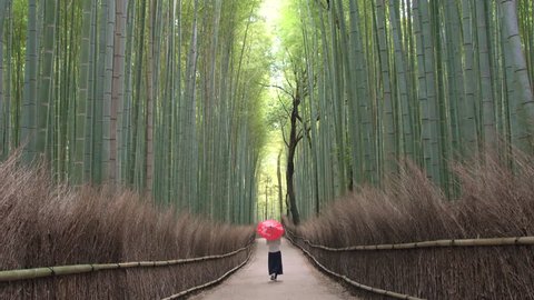 KYOTO, JAPAN - JANUARY 2016: Young woman walking through bamboo forest, Kyoto, Kyoto Prefecture, Japan