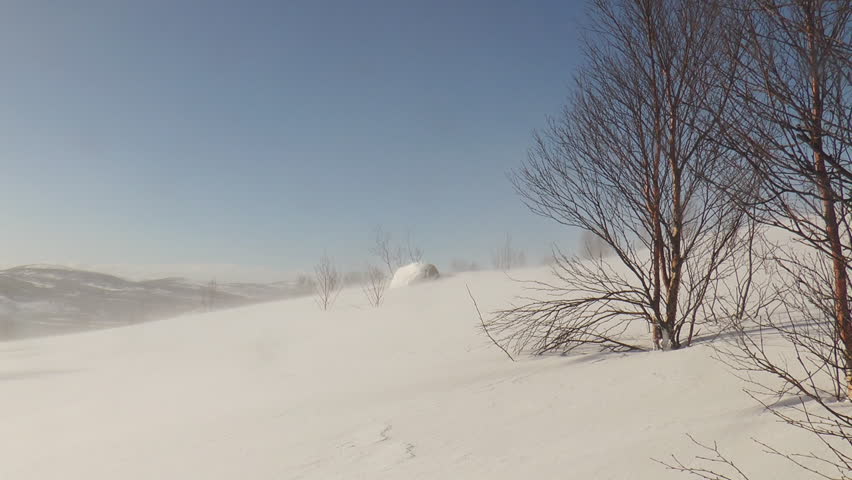 Snow covered hillside with small trees on a background of blue sky, strong wind with drifting snow.