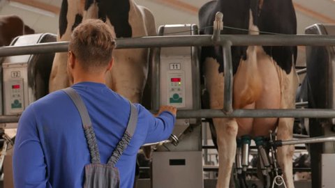 Cow milking facility and mechanized milking equipment in 4k UHD video.
