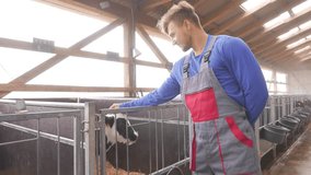Young farmer checking calves in the cowshed in dairy farm in 4k UHD video.