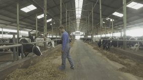 Young farmer checking cows in the cowshed in dairy farm in 4k UHD video.