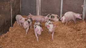 Piglets in the barn in a farm in 4k UHD video.