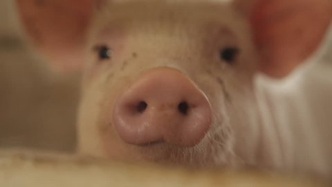 Pig nose, eyes. Focus is on nose. Shallow depth of field.