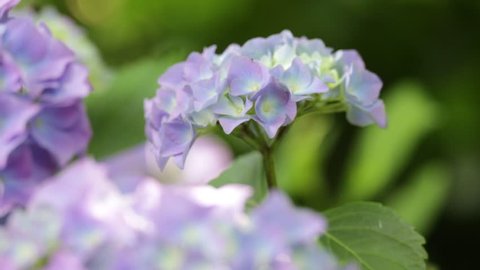  garden of italy  little hydrangea  flower  and grass move by the wind in wild
