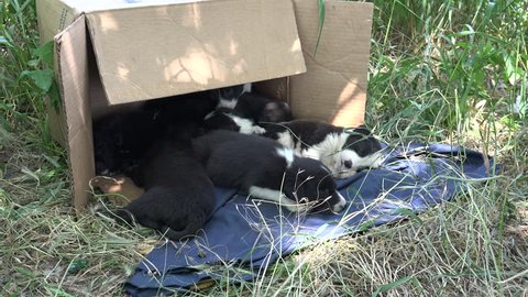 Stray puppies in cardboard box on grass, outdoors, sleeping