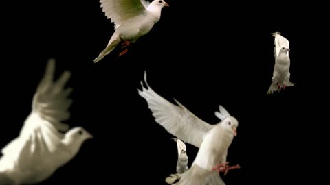 Flock of white doves - alpha matte Slow motion shot on green screen. Good for wedding backgrounds or titles.