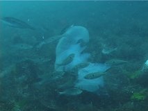 Pickarel (Spicara flexuosa). Fish eat jellyfish Rhizostoma. Black Sea. Ukraine. 