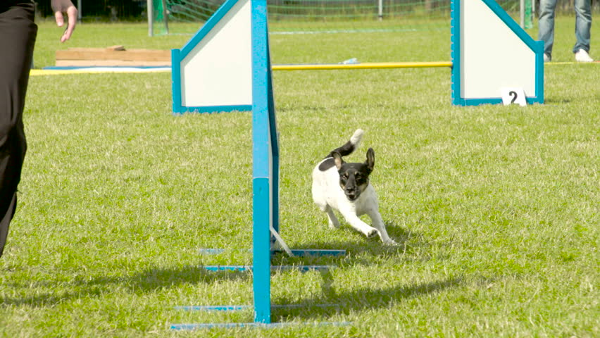A black and white dog crossing over the obstacles in a dog competition in the park