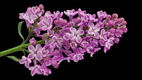 Lilac flowers blooming, Time-Lapse with alpha channel (alpha with black background)