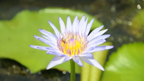 Beautiful violet lotus flower with bees,  And bees eating the nectar of the lotus flower.