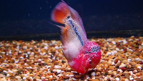 Beautiful Good Color Flowerhorn Big Head Big Kok Cichlid Fish in Tank Water Aquarium with Blue Background
