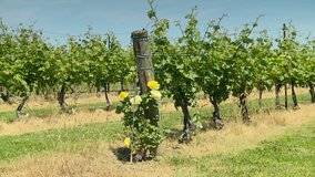 Wind blown Grapevines and Yellow Roses. Roses are planted not just for aesthetic reasons. Roses act as early warning of mildew.