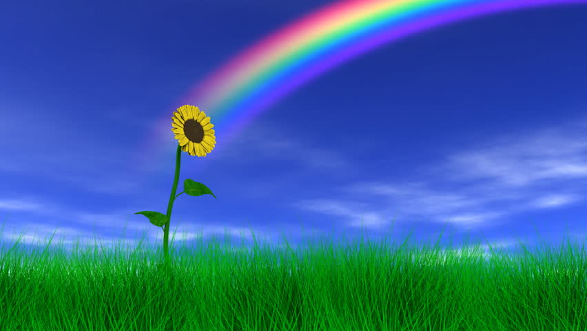 Sunflower Under a Rainbow