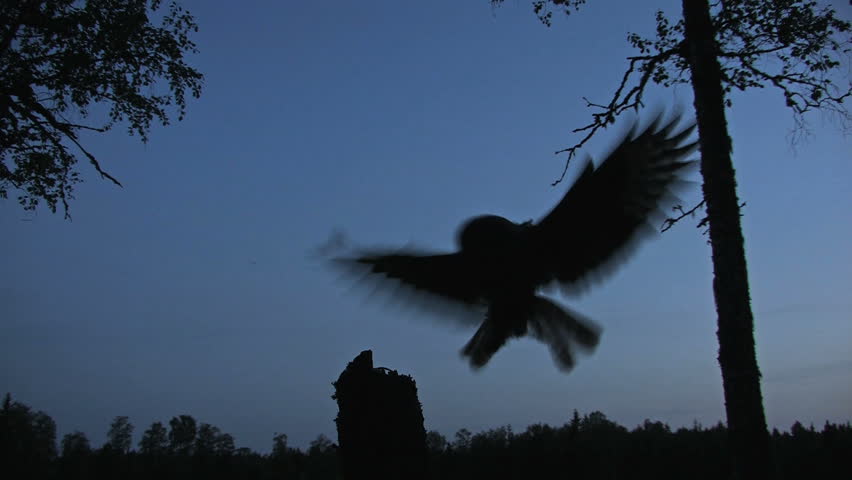 Great Grey Owl in silhouette flight at night