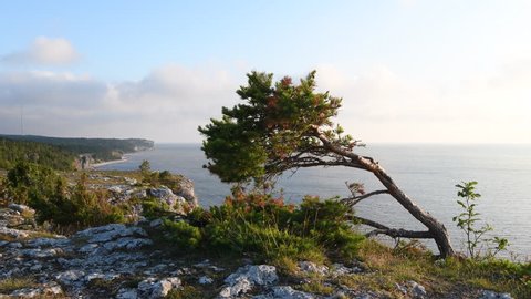 Spruce growing on a limestone cliff on the island of Gotland in Sweden