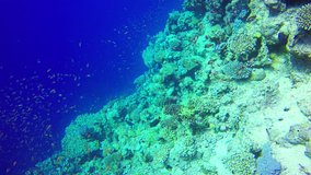 Underwater scene Background with copyspace diving in corals with fishes in Red Sea. Dahab. Egypt. Camera moving slow forwards. 4k video