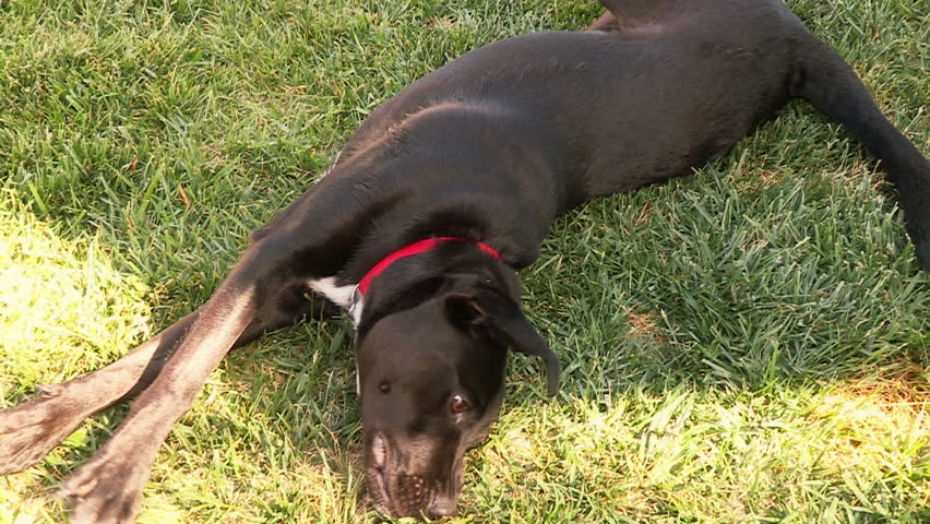 Happy Black Lab Dog Rolling Around on the Grass