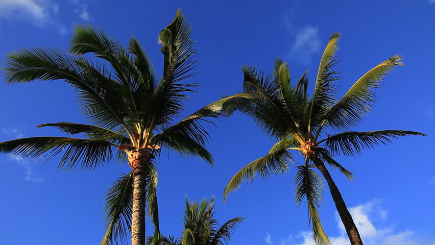 Palm Trees and Blue Sky with Clouds