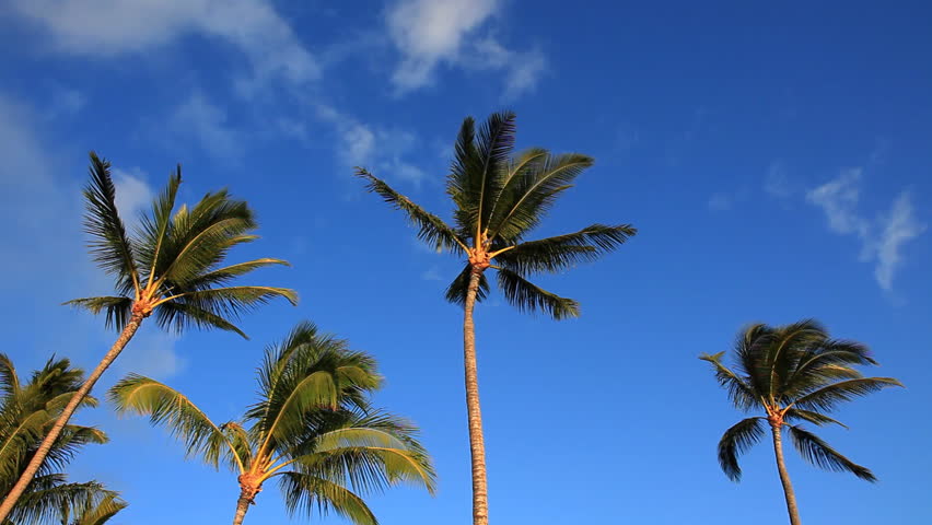 Palm Trees and Blue Sky with Clouds