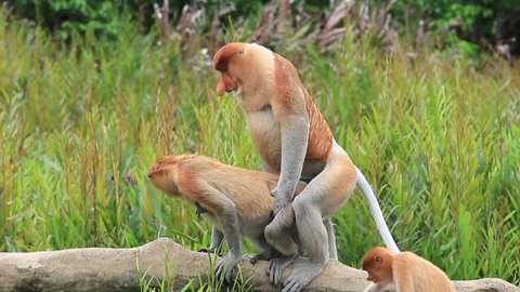 Pair Proboscis Monkeys mating sex