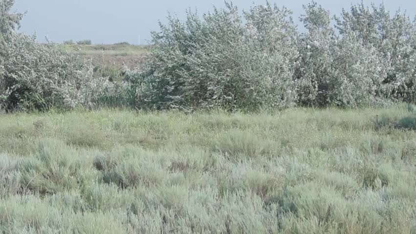 Cows returning from the pasture