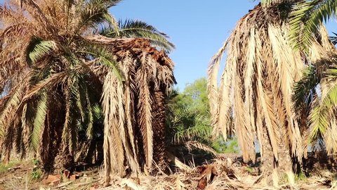 The dead & weakened Cretan date palm trees. The trees are devastated by the red palm weevil. So they are dead or weakened to being knocked over in storms. 